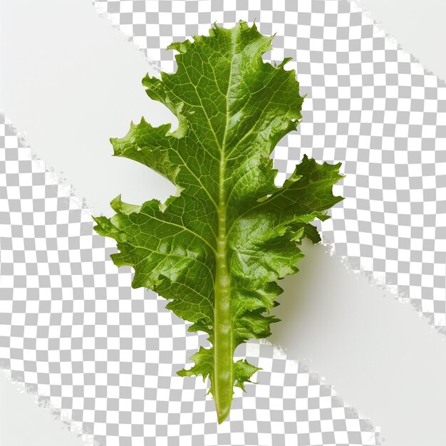 PSD a leaf of parsley is on a white background