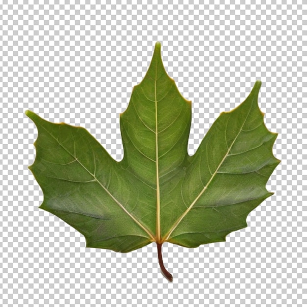 PSD leaf png psd