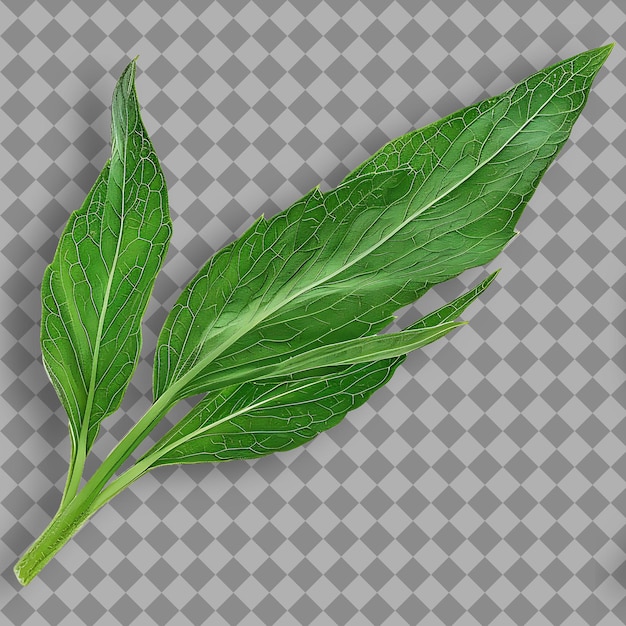 PSD a leaf that is green and has the word leaf on it