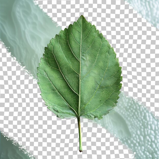 PSD a leaf that is green and has the word leaf on it