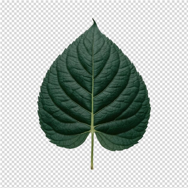 A leaf that is green and has the word leaf on it