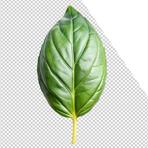 a leaf that is green and has a yellow tip