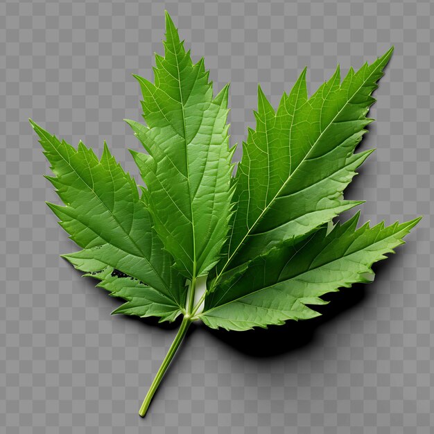 A leaf that is green