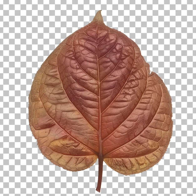 A leaf that is on a transparent background