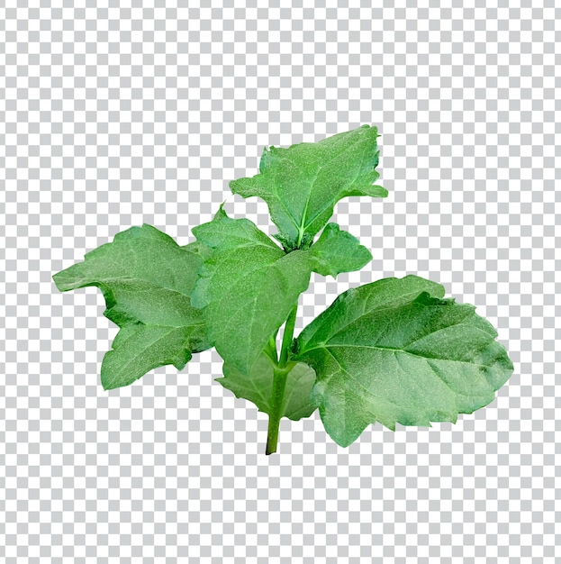 leaf tree branch png flower pink green nature plant foliage eco tropical rain