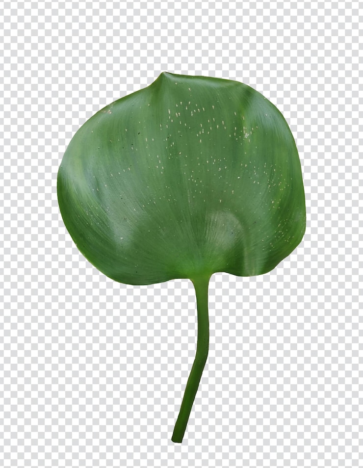 PSD 一片水的叶子白色和透明的背景