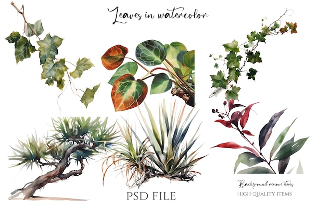PSD foglia clipart acquerello clipart pianta d'appartamento disegno vegetale disegno botanico disegno floreale