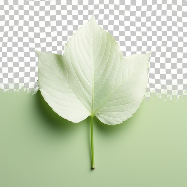 PSD a leaf with a green background and the word leaf on it