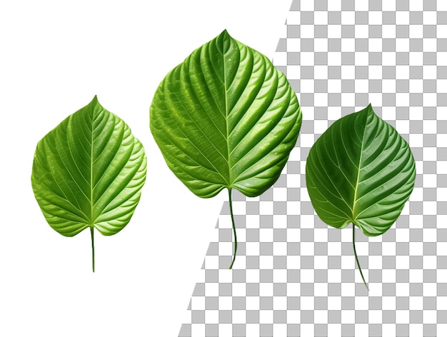 A leaf with green leaves on a transparent background