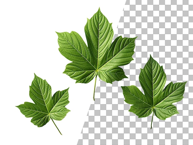 A leaf with green leaves on a transparent background