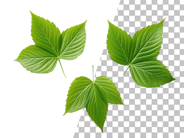 A leaf with green leaves on a transparent background