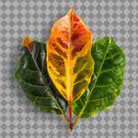 PSD a leaf with a red and yellow leaf on a transparent background