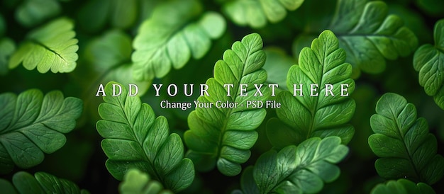 PSD leafy green fern background