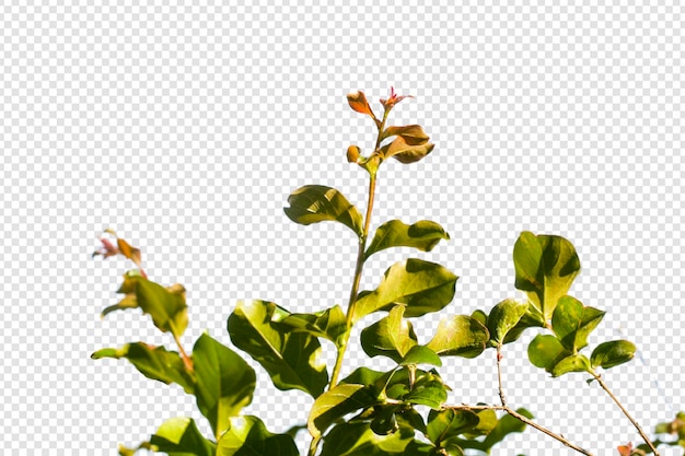 PSD leaves and branch isolated