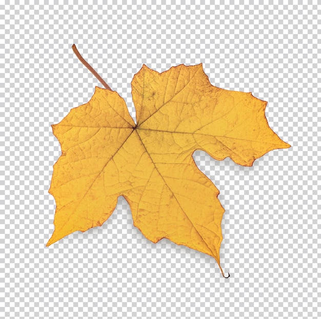 Leaves fall color in autumn isolated premium psd