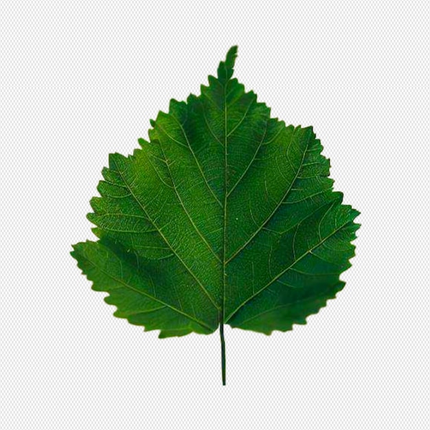 Leaves png