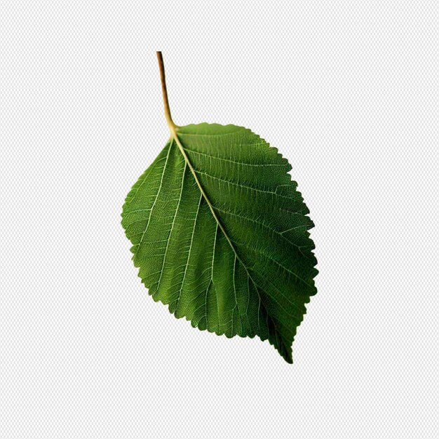 Leaves png