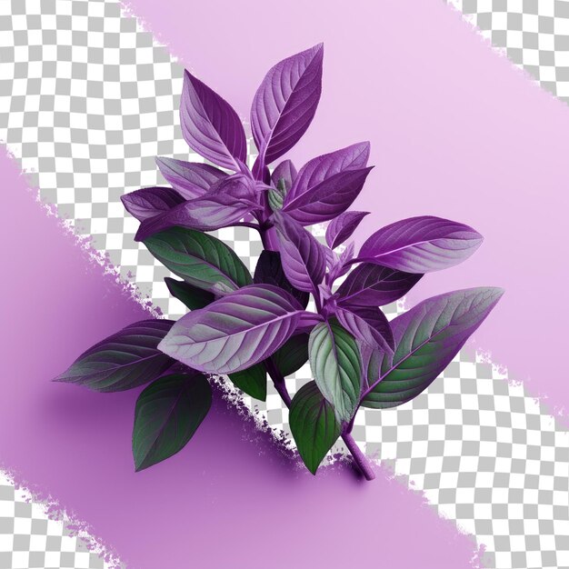 Leaves of purple basil