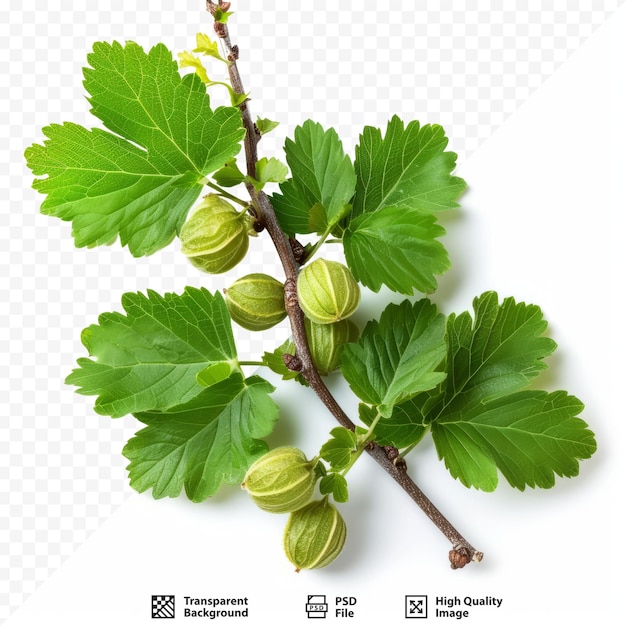 PSD leaves of the star gooseberry on white isolated background