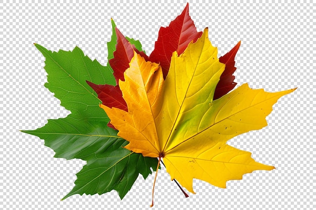 Leaves on transparent background