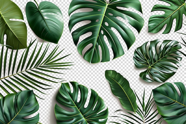 PSD leaves on transparent background