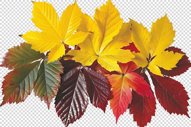 Leaves on transparent background