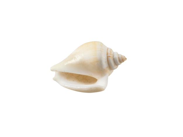 Leeg schelp, doorzichtige achtergrond