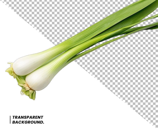 Leek Isolated Vegetable