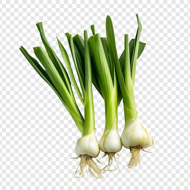 Leeks isolated on transparent background