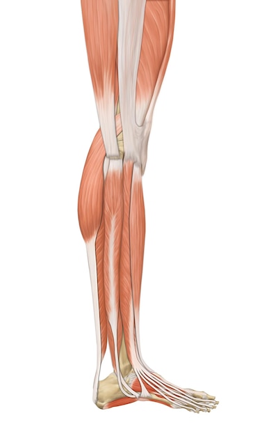 PSD vista laterale delle gambe