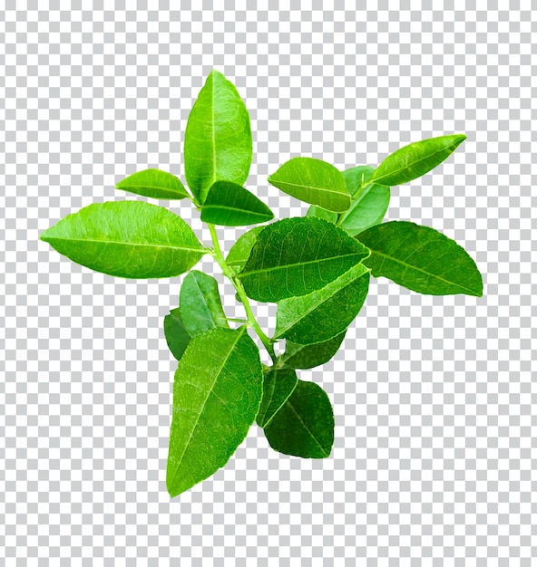 lemon leaf with green tree branch png flower pink green nature plant foliage eco