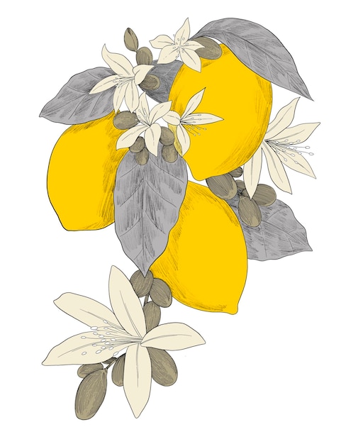 PSD lemon plant