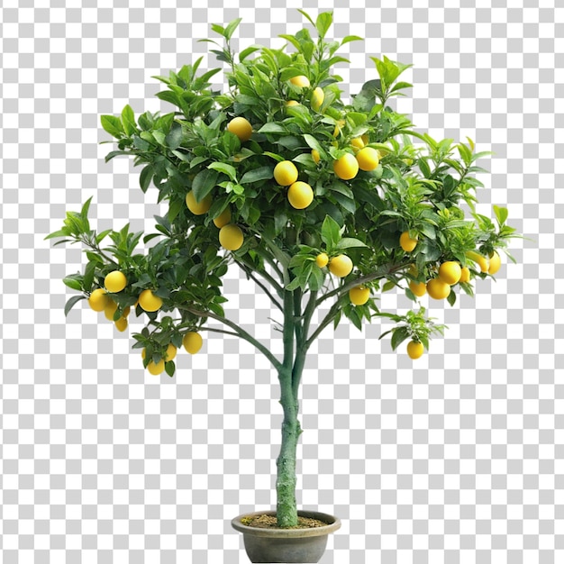 Lemon tree isolated on transparent background