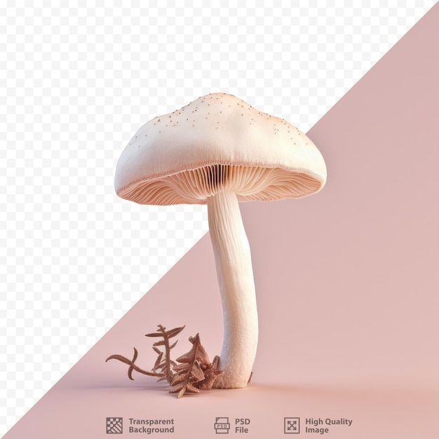 PSD lentinus edodes mushroom on transparent background