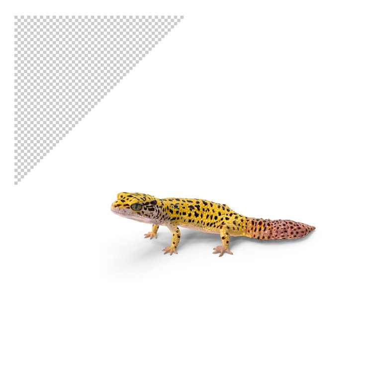 PSD leopard gecko png