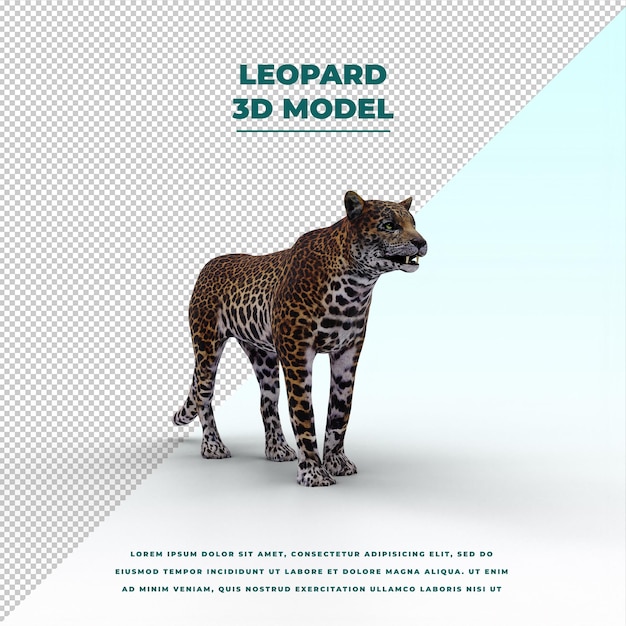 Leopardo isolato