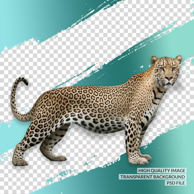 PSD leopardo tigre selvatico