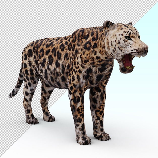 Leopard