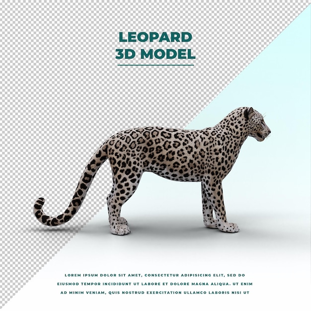 Leopard