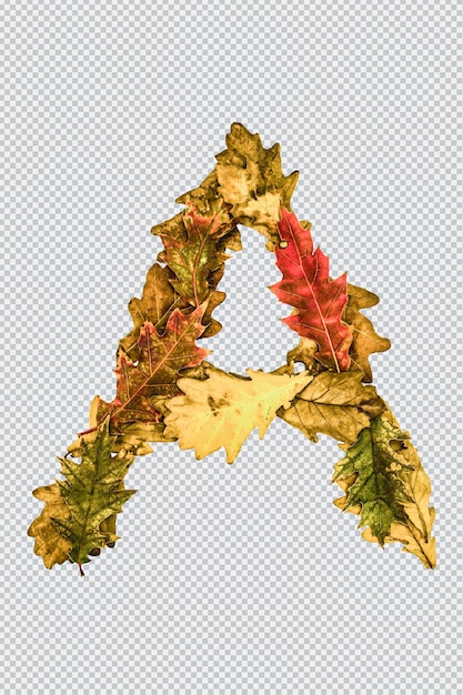 노란 가을 오크 잎의 편지 A. 영어 알파벳. 디자인을 위한 글꼴입니다. Psd