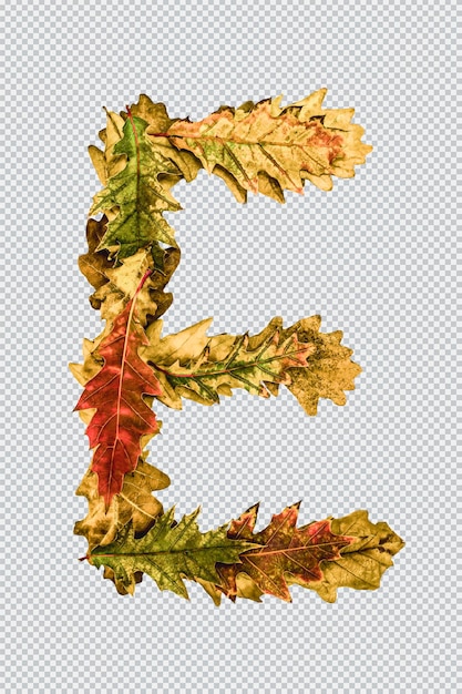 Letter e. english alphabet of yellow autumn oak leaves. font for design. psd