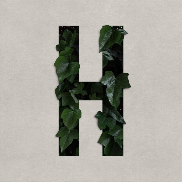 Letter h alphabet concept with hedera