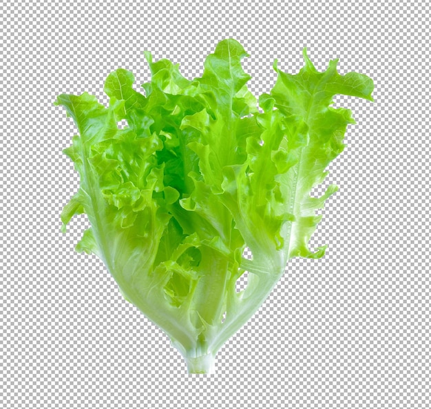 PSD lettuce isolated on alpha layer