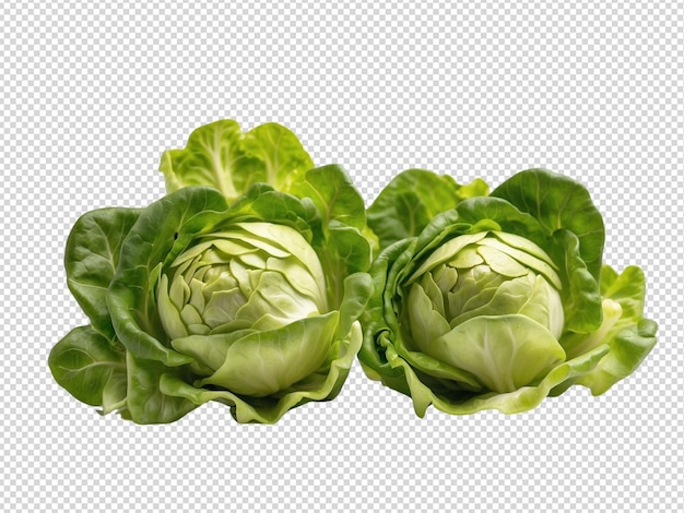 PSD lettuce png transparent