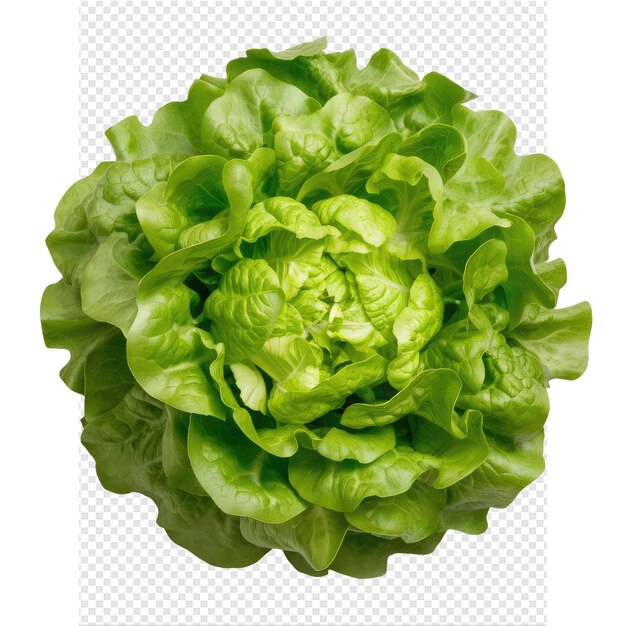 PSD lettuce png