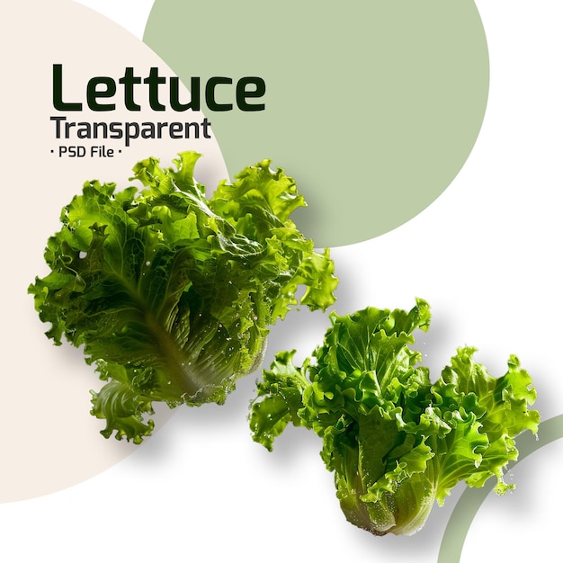 PSD lettuce transparent green lettuce vegetables