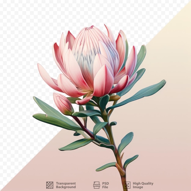 PSD leucadendron a south african flowering plant genus is known for its vibrant tips in fynbos