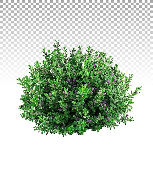 Кустарник Leucophyllum Frutescens изолирован на прозрачном фоне