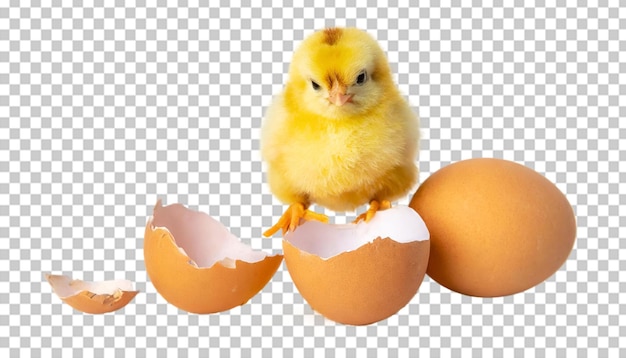 Leuke gele kip uit een eischelp. Paasconcept op een doorzichtige achtergrond.