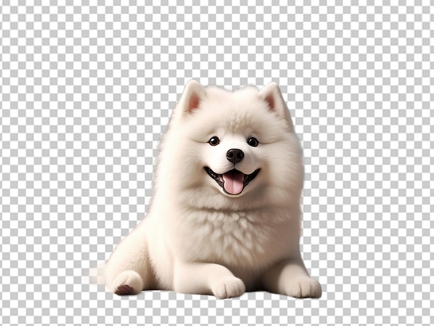 PSD leuke samoyed hond.